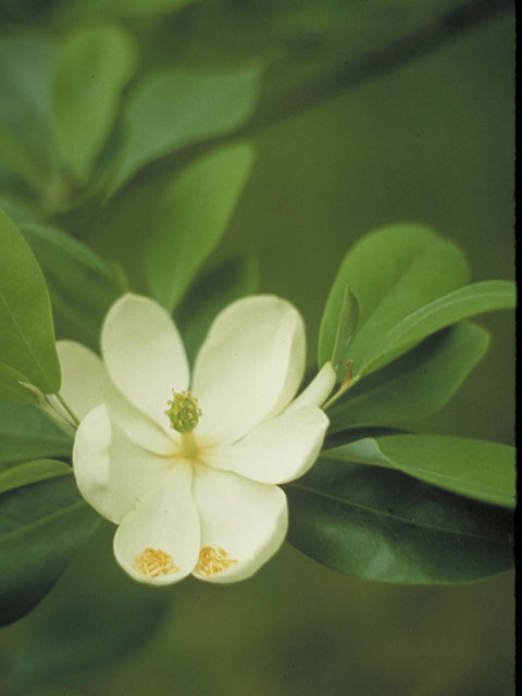 Magnolia virginiana (Sweetbay) #1270