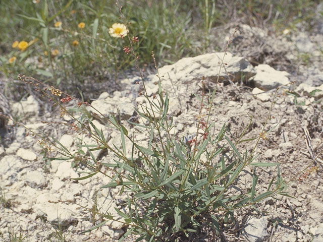 Galphimia angustifolia (Narrowleaf goldshower) #1280
