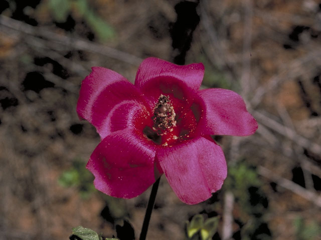 Callirhoe scabriuscula (Texas poppymallow) #1320