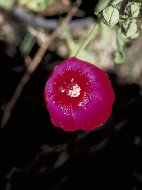 Callirhoe scabriuscula (Texas poppymallow) #1322