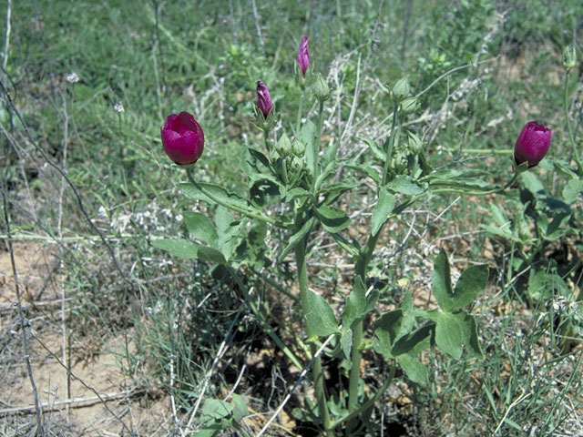 Callirhoe scabriuscula (Texas poppymallow) #1324