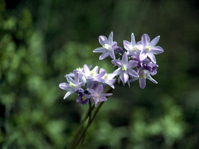 Dichelostemma capitatum ssp. capitatum (Bluedicks) #1334
