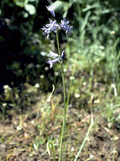 Triteleia grandiflora var. grandiflora (Largeflower triteleia) #1338