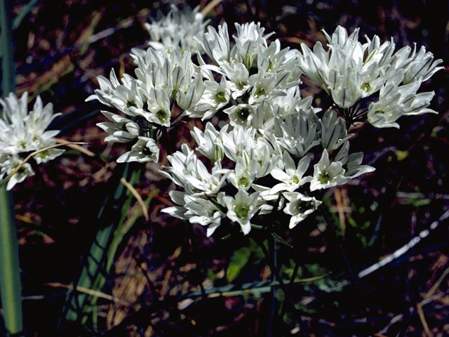 Triteleia grandiflora var. howellii (Howell's triteleia) #1349