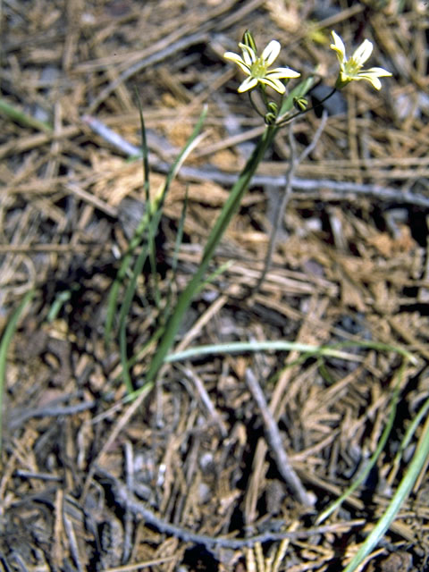 Triteleia ixioides ssp. cookii (Cook's triteleia) #1359