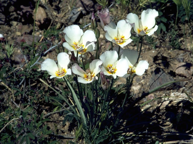 Calochortus dunnii (Dunn's mariposa lily) #1402
