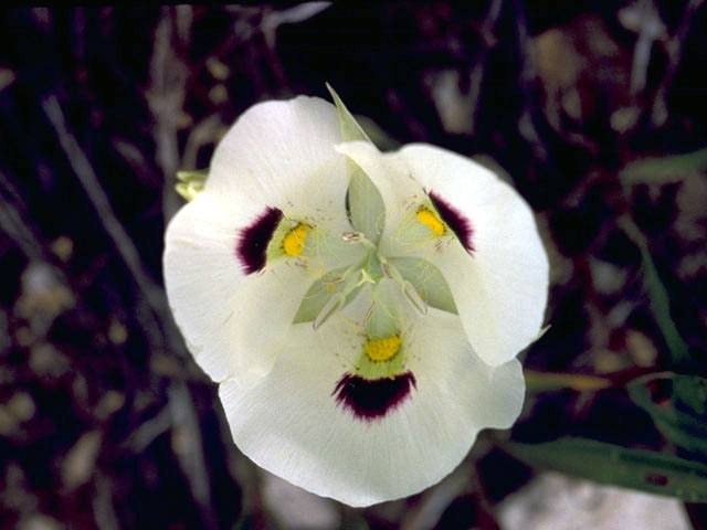 Calochortus eurycarpus (White mariposa lily) #1407