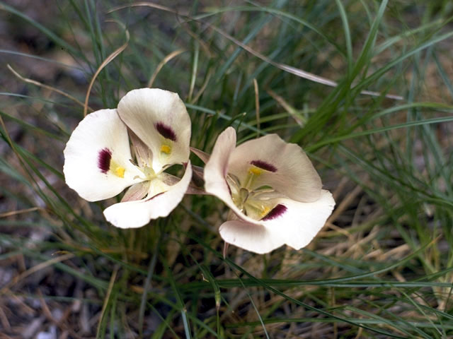 Calochortus eurycarpus (White mariposa lily) #1408