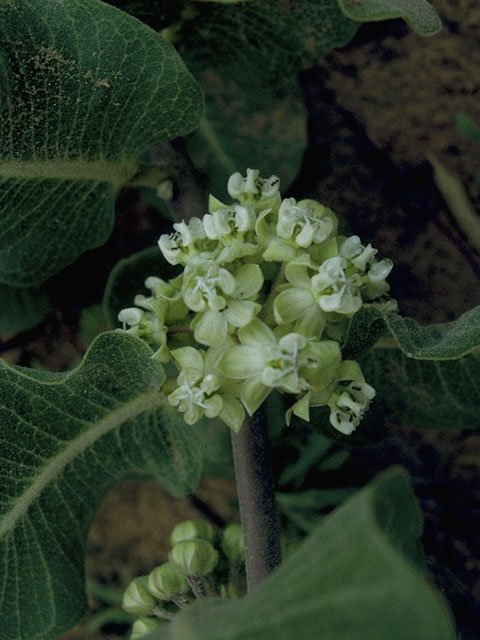 Asclepias arenaria (Sand milkweed) #1418