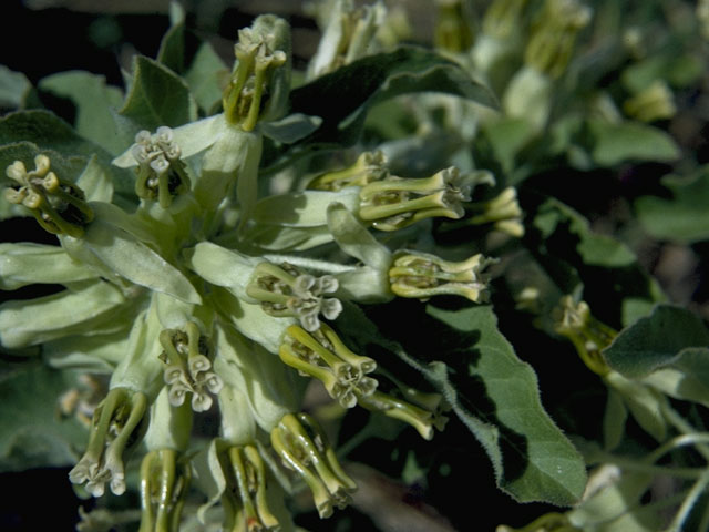 Asclepias oenotheroides (Zizotes milkweed) #1428