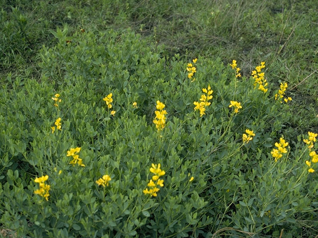 Baptisia sphaerocarpa (Yellow wild indigo) #1471