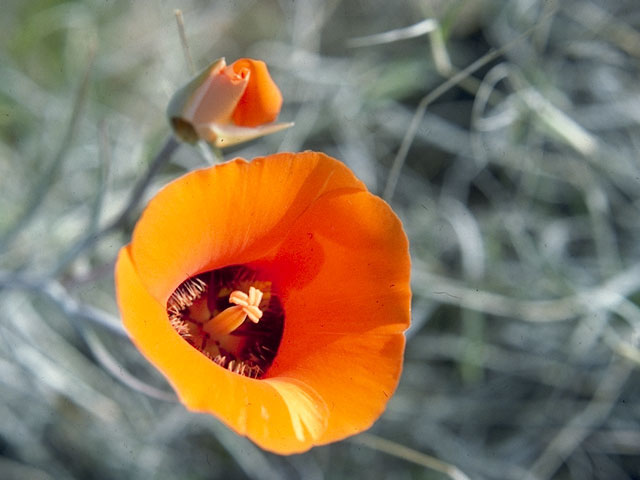 Calochortus kennedyi (Desert mariposa lily) #1506