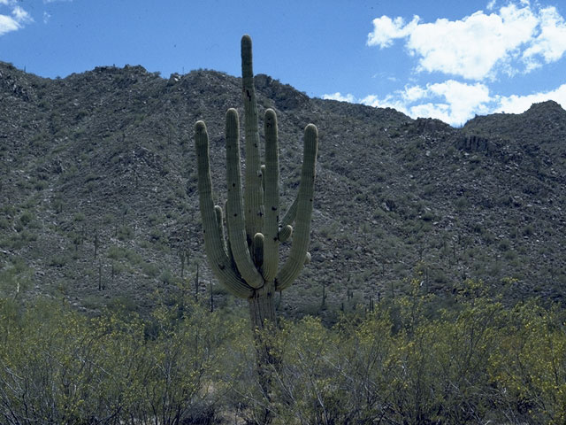 Carnegiea gigantea (Saguaro) #1562