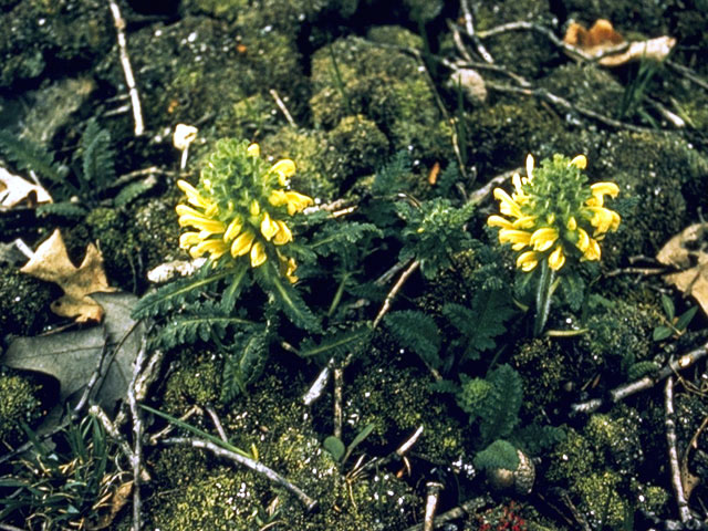 Pedicularis canadensis (Canadian lousewort) #1662