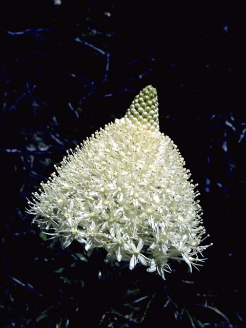 Xerophyllum tenax (Common beargrass) #1672