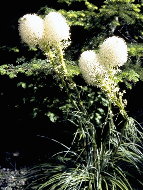 Xerophyllum tenax (Common beargrass) #1673