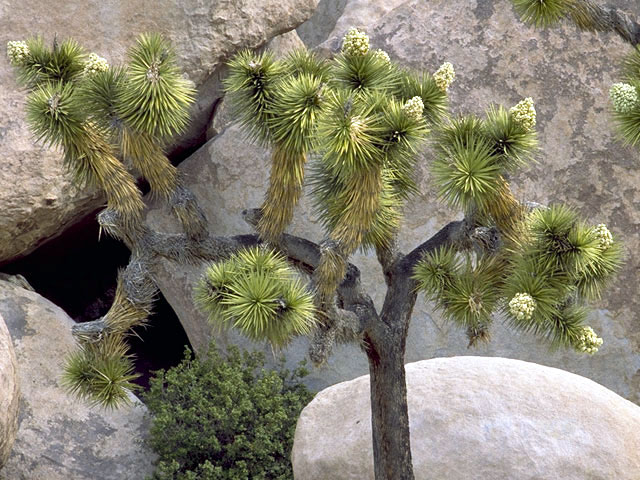 Yucca brevifolia (Joshua tree) #1683