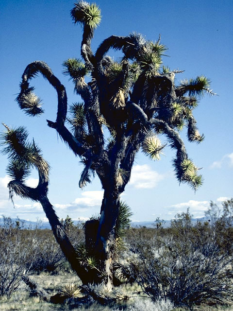 Yucca brevifolia (Joshua tree) #1686