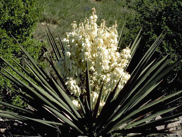 Yucca faxoniana (Faxon yucca) #1687