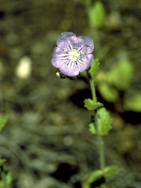 Phacelia grandiflora (Largeflower phacelia) #1753
