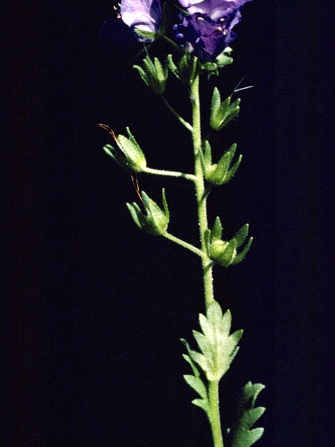 Phacelia patuliflora (Sand phacelia) #1774