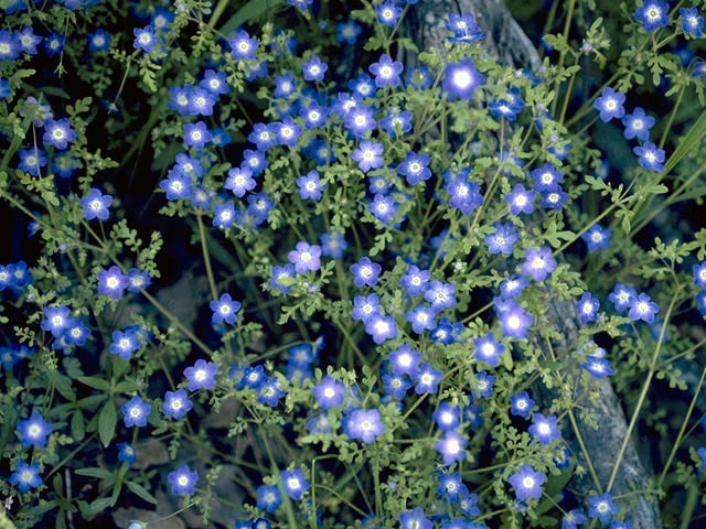 Pholistoma auritum (Blue fiestaflower) #1794