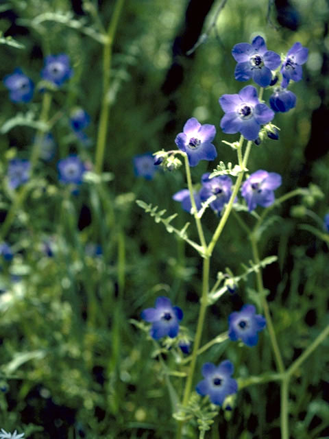 Pholistoma auritum (Blue fiestaflower) #1795