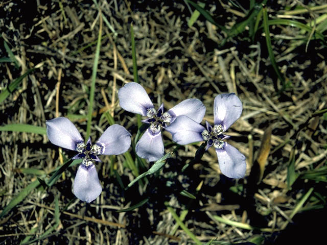 Herbertia lahue (Prairie nymph) #1830