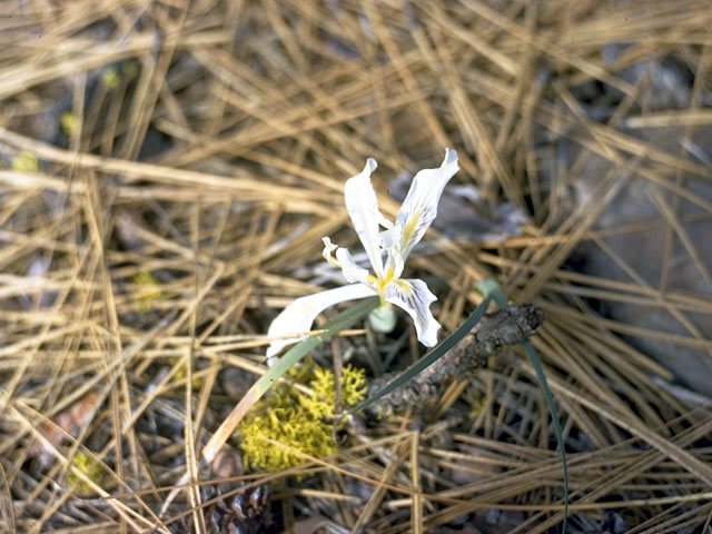Iris bracteata (Siskiyou iris) #1833