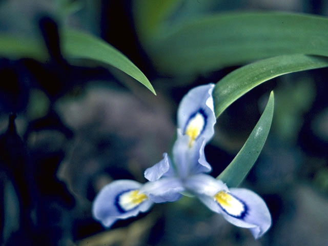 Iris brevicaulis (Zigzag iris) #1834