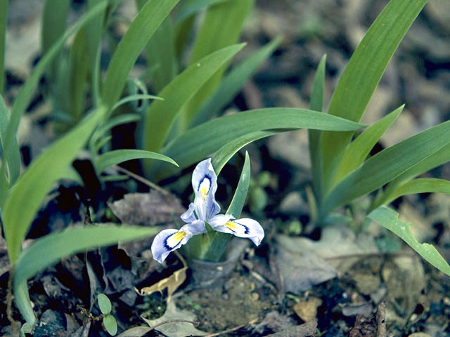 Iris brevicaulis (Zigzag iris) #1835