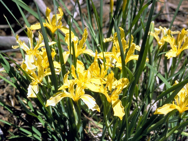 Iris hartwegii (Rainbow iris) #1850