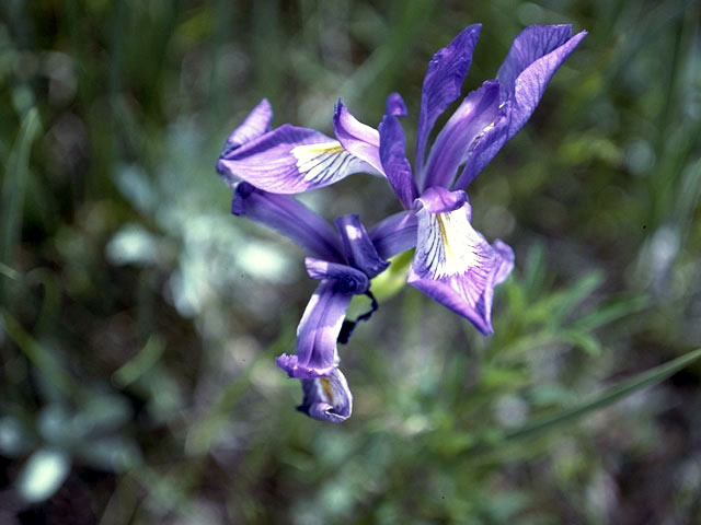 Iris lacustris (Dwarf lake iris) #1858