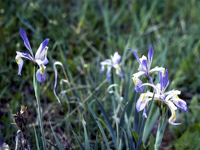 Iris missouriensis (Rocky mountain iris) #1865