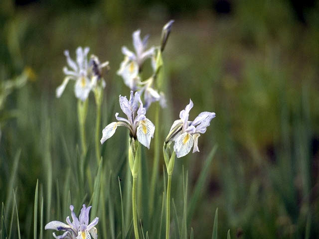 Iris missouriensis (Rocky mountain iris) #1866