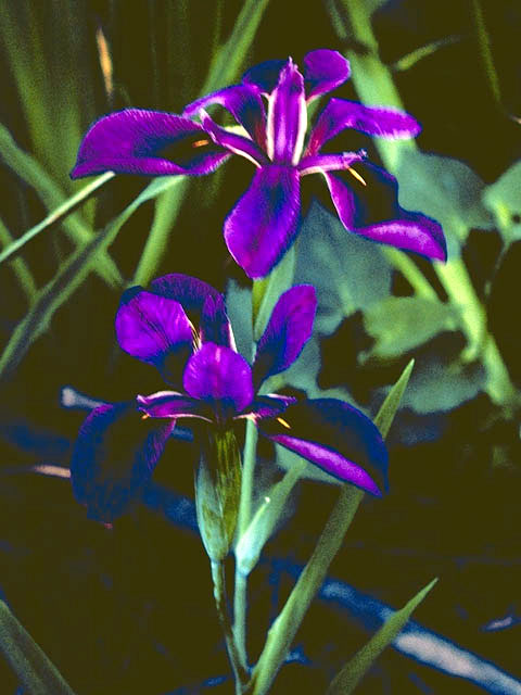 Iris hexagona var. savannarum (Savanna iris) #1878
