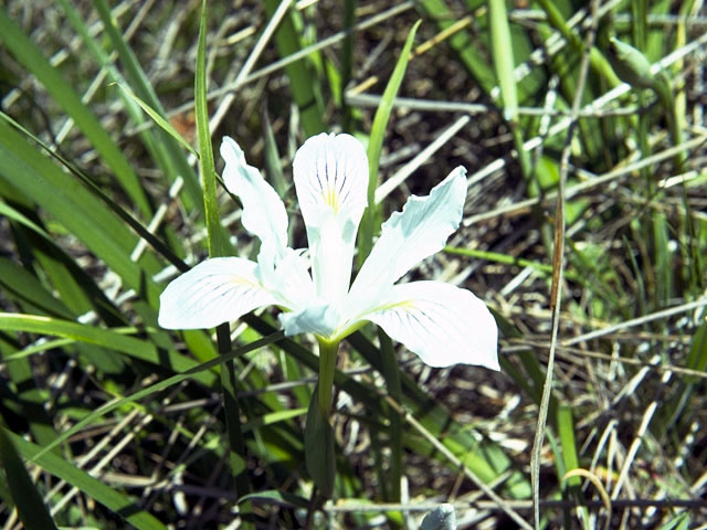 Iris tenax (Toughleaf iris) #1886