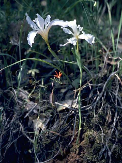 Iris tenuissima (Longtube iris) #1890