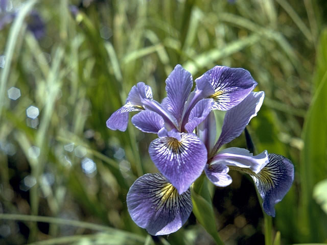 Iris versicolor (Harlequin blueflag) #1894