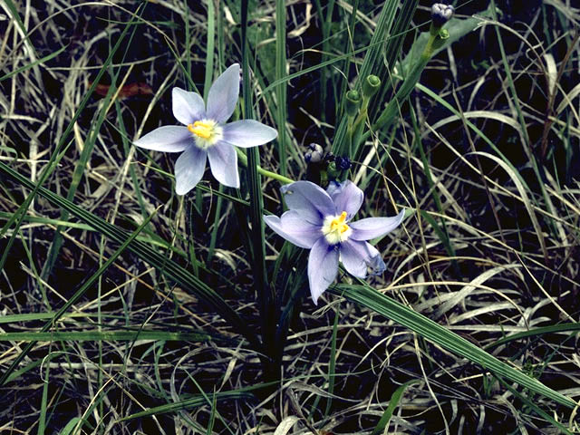 Nemastylis geminiflora (Prairie celestials) #1903