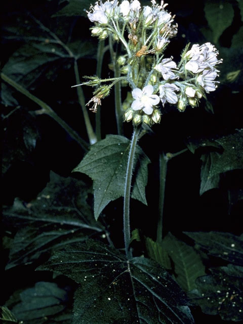 Hydrophyllum appendiculatum (Great waterleaf) #1919