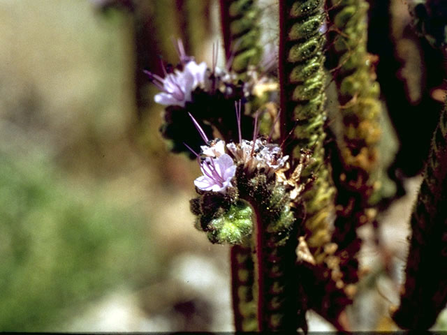 Phacelia crenulata var. corrugata (Cleft-leaf wild heliotrope) #1981