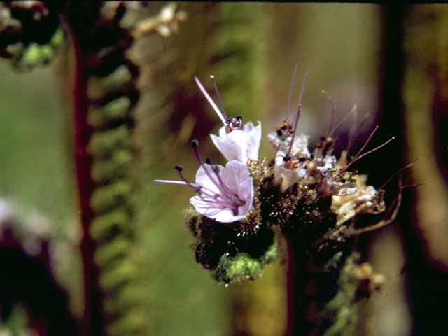 Phacelia crenulata var. corrugata (Cleft-leaf wild heliotrope) #1982