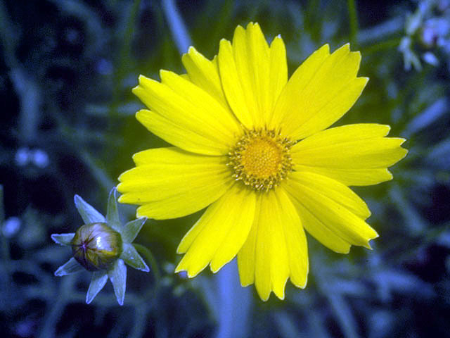 Coreopsis grandiflora (Largeflower tickseed) #1994