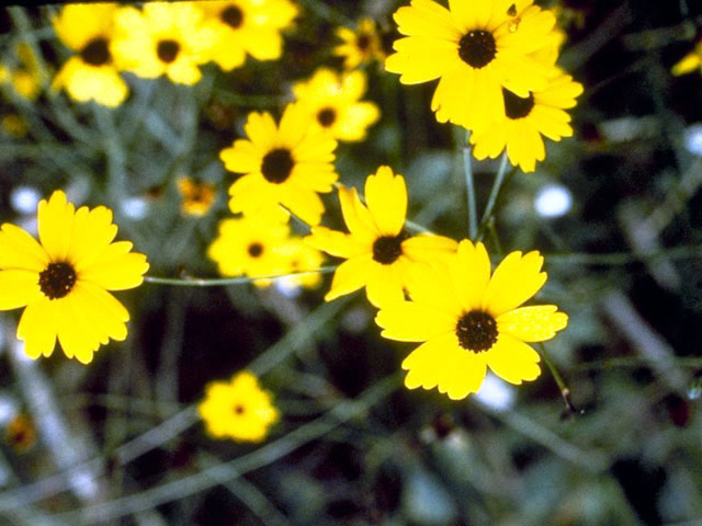 Coreopsis linifolia (Texas tickseed) #1999
