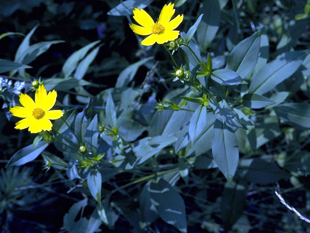 Coreopsis pubescens (Star tickseed) #2014
