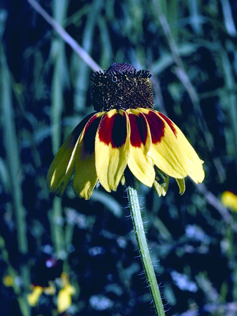 Dracopis amplexicaulis (Clasping coneflower) #2050