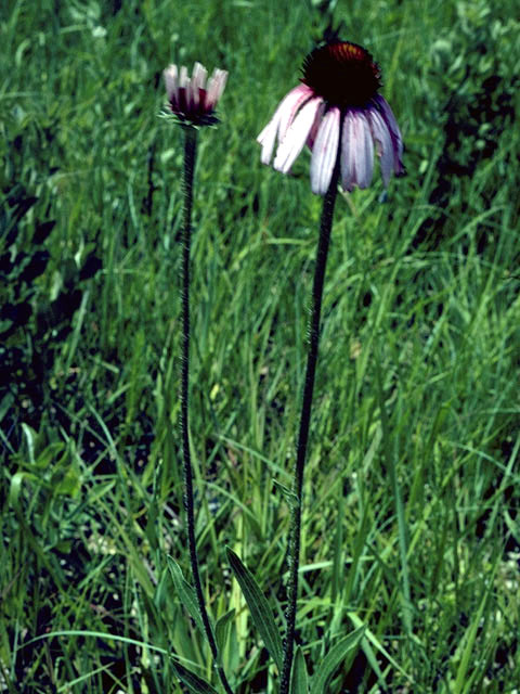 Echinacea angustifolia (Black samson) #2067
