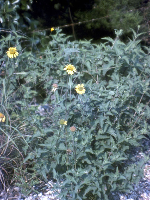 Simsia calva (Awnless bush sunflower) #2096
