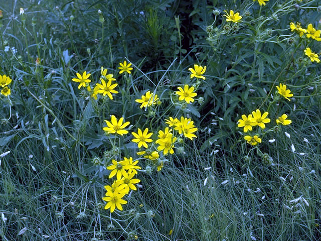 Engelmannia peristenia (Engelmann's daisy) #2114